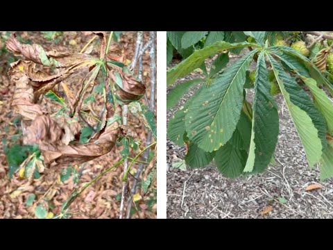 Treating Horse Chestnut Trees for Horse Chestnut Miners