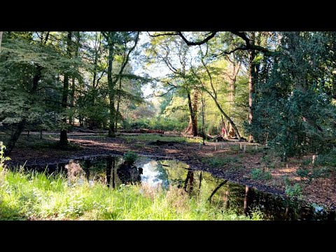 Woodland Restoration Project