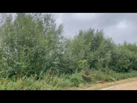 Willow Coppicing 3 Years Later