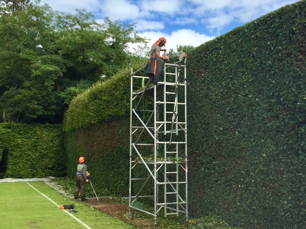 hedge trimming