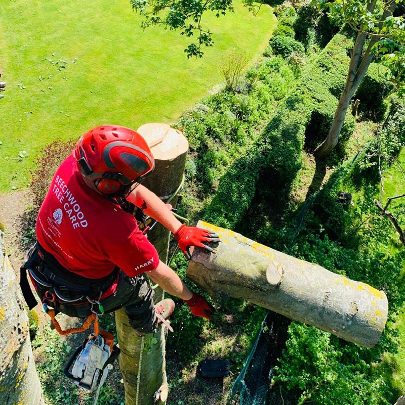 tree removal