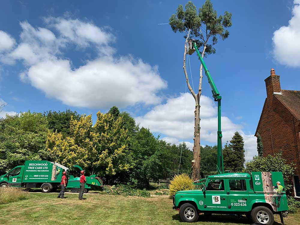 Tree Surgeon Arborfield