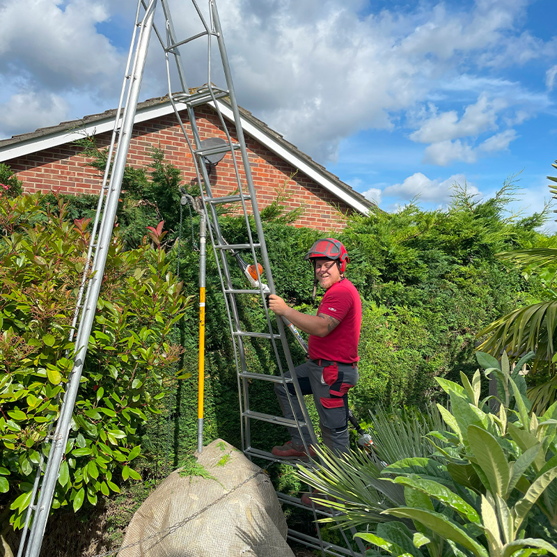 hedge-cutting-1