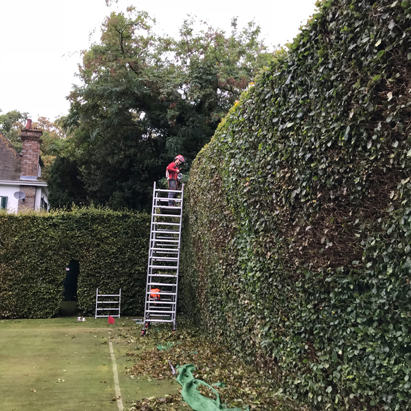 hedge-cutting-2