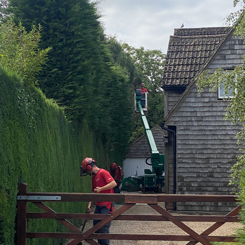 hedge-cutting-3