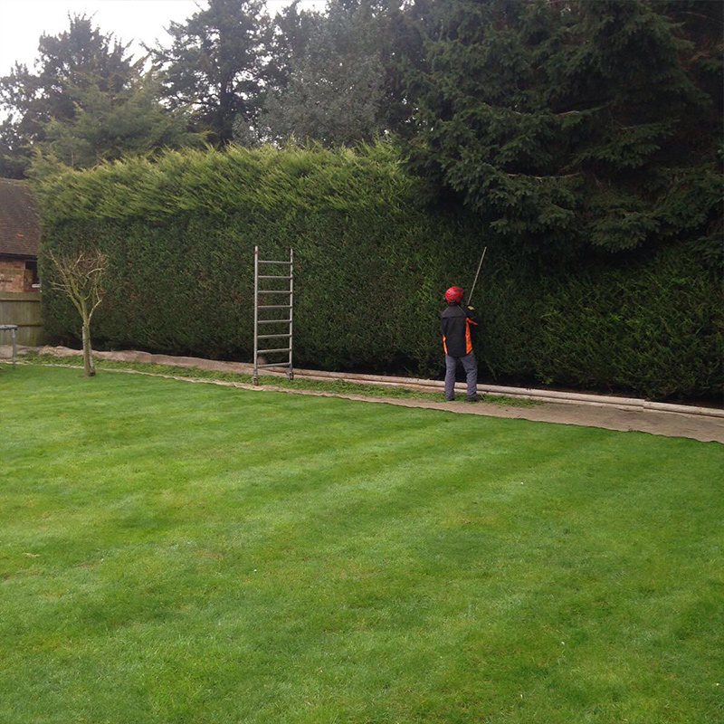 hedge-cutting-4