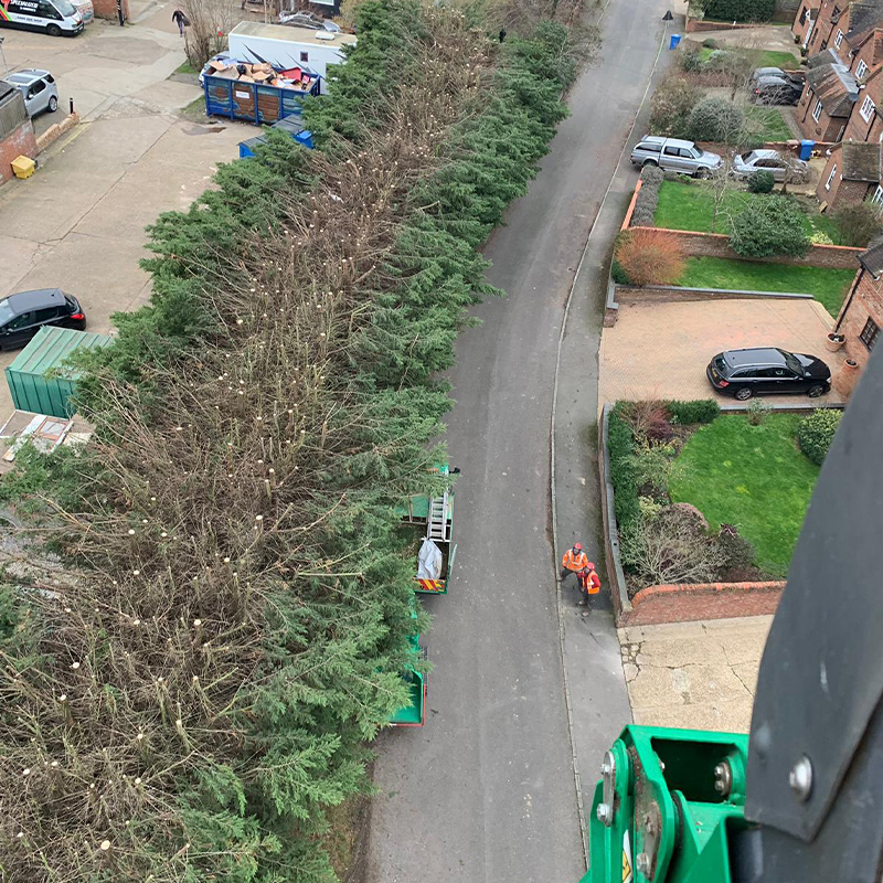 hedge-cutting-7