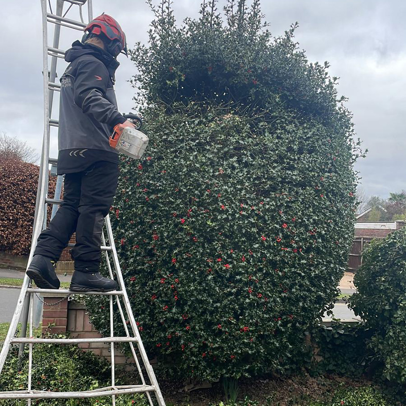 hedge-cutting-8