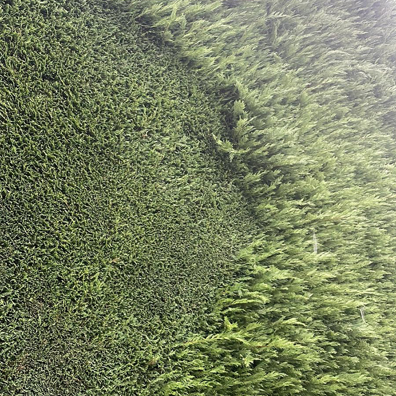 hedge-cutting-9