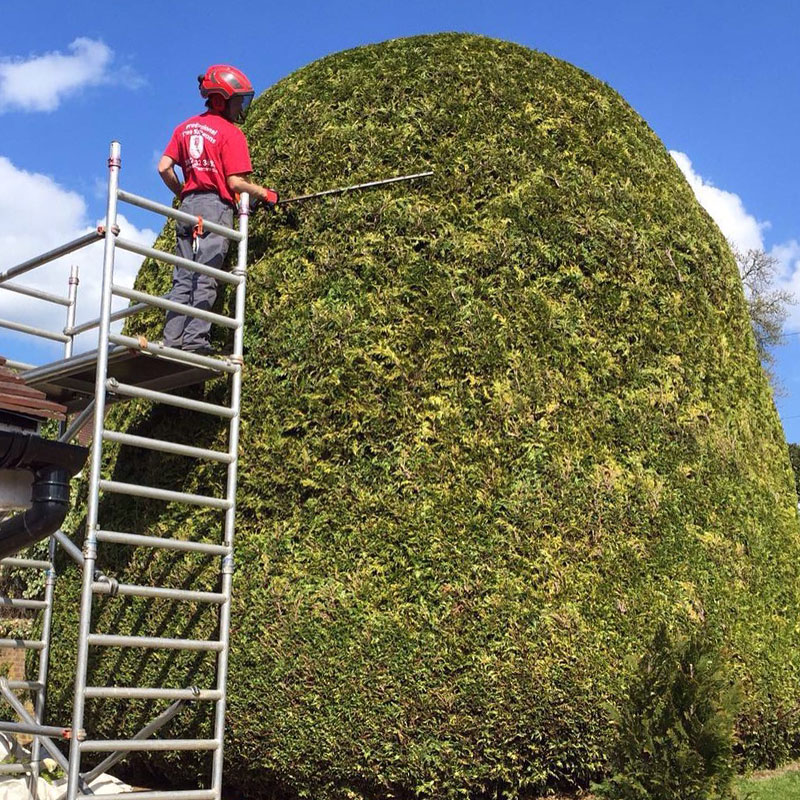 hedge-trimming-2