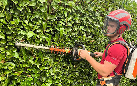 hedge trimming