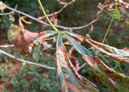 horse chestnut tree infestation