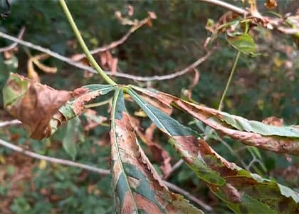 horse-chestnut-trees