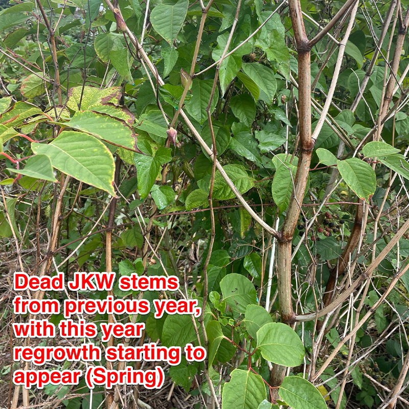 knotweed-6