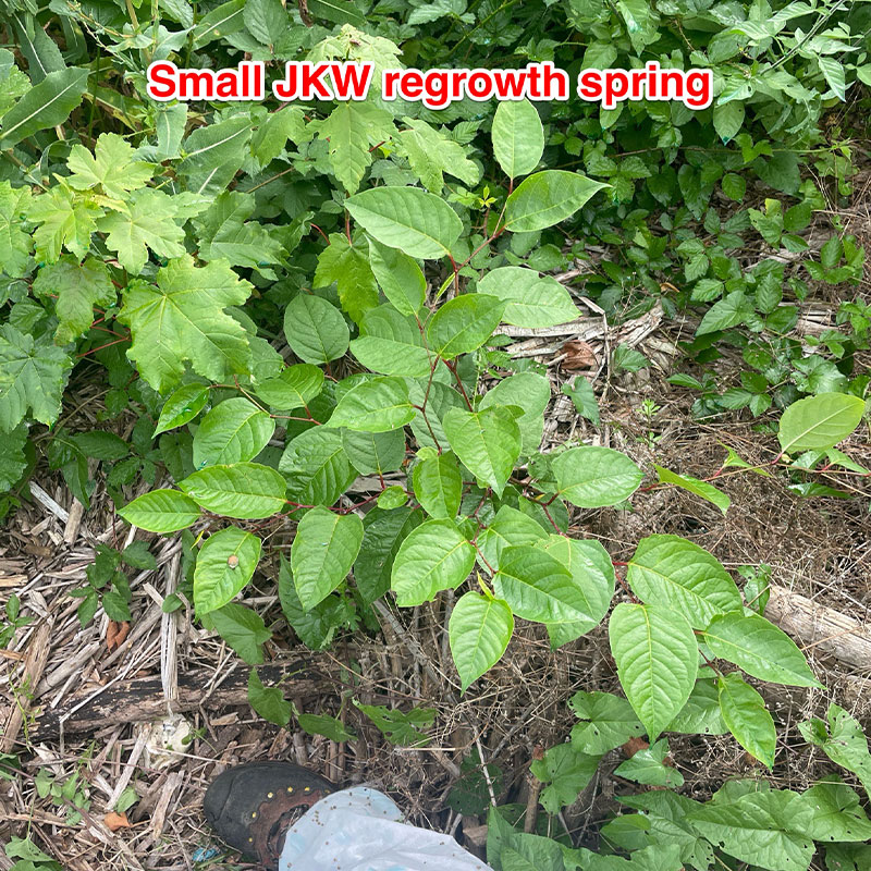 knotweed-7