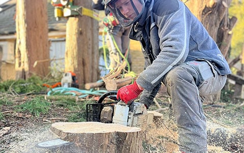 stump grinding