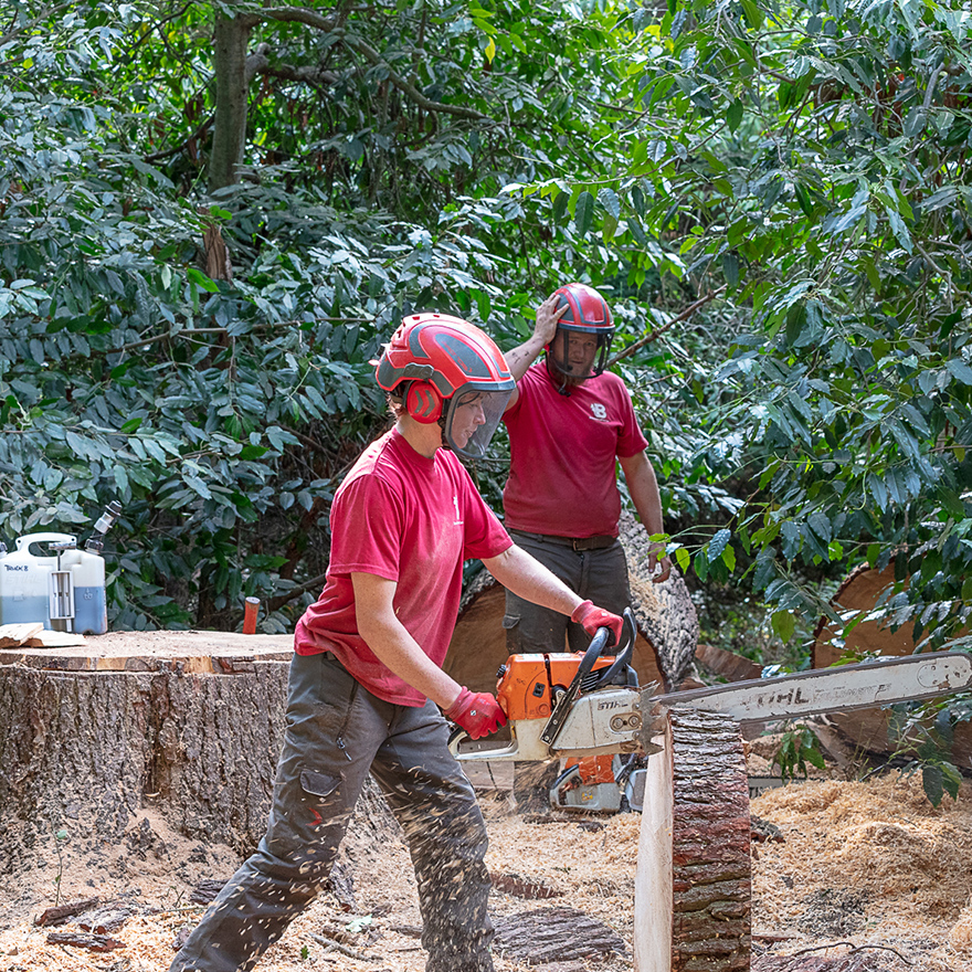 tree-felling-10