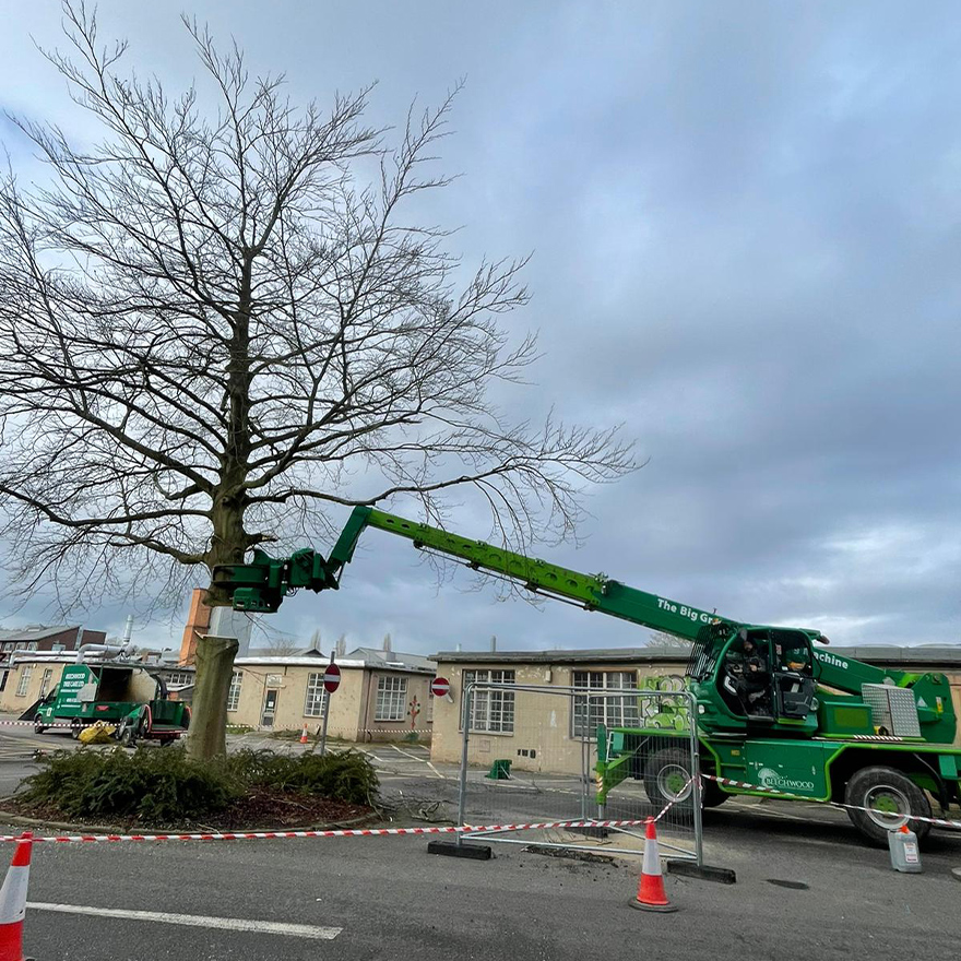 tree-felling-11