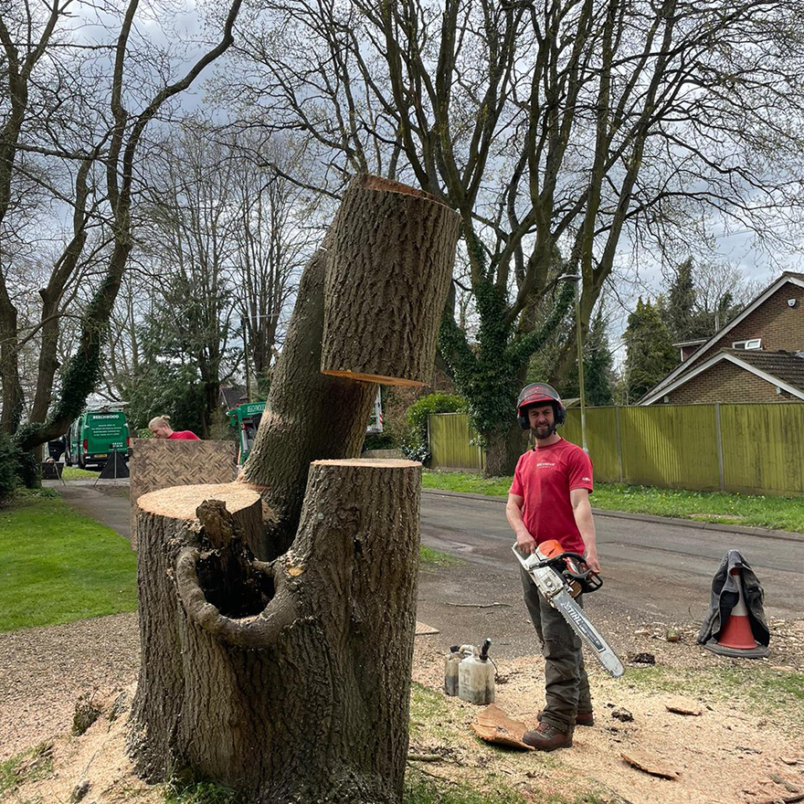 tree-felling-12