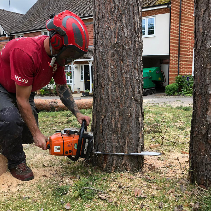 tree-felling-18