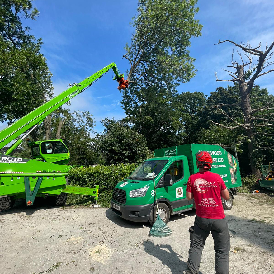 tree-felling-19