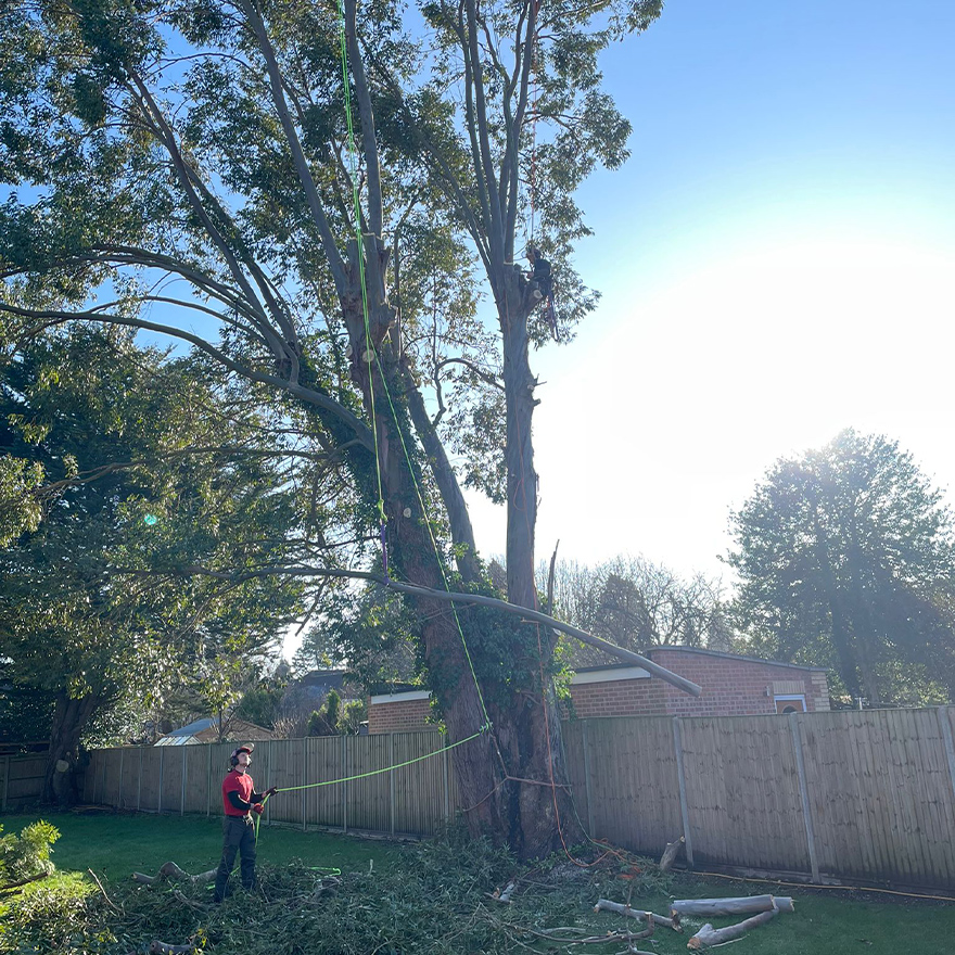 tree-felling-20