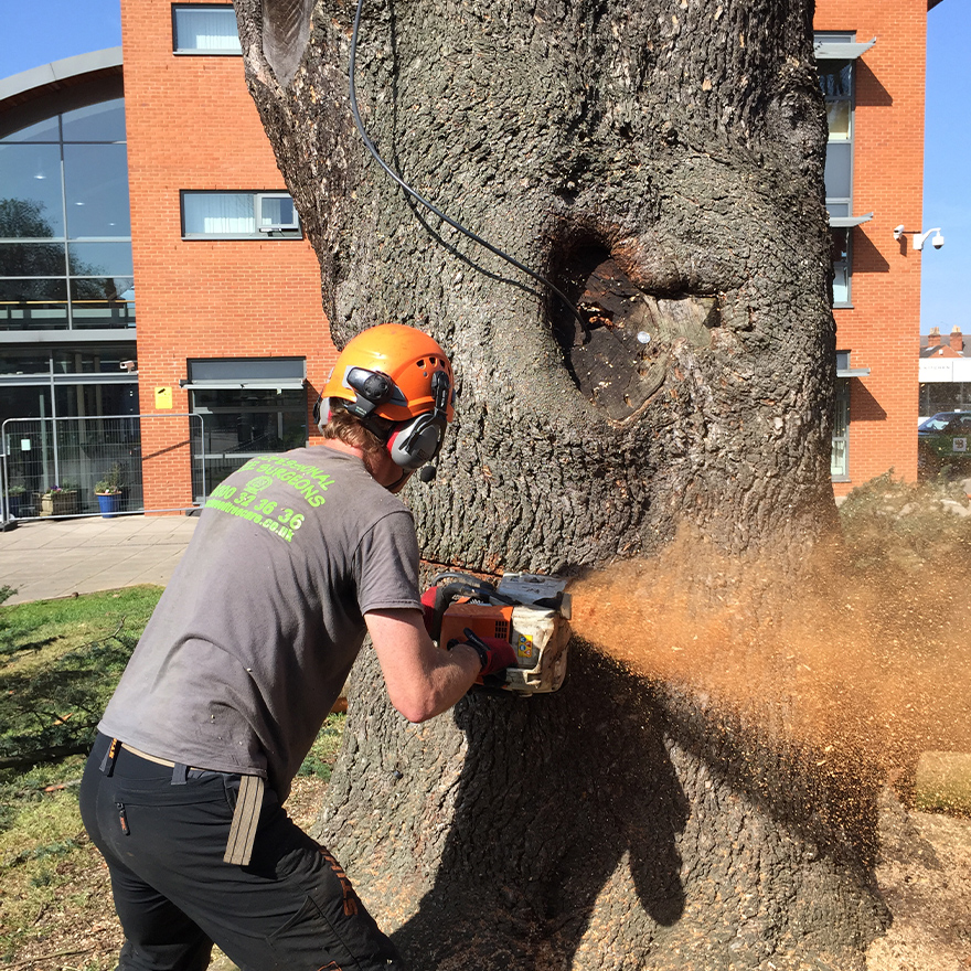 tree-felling-3