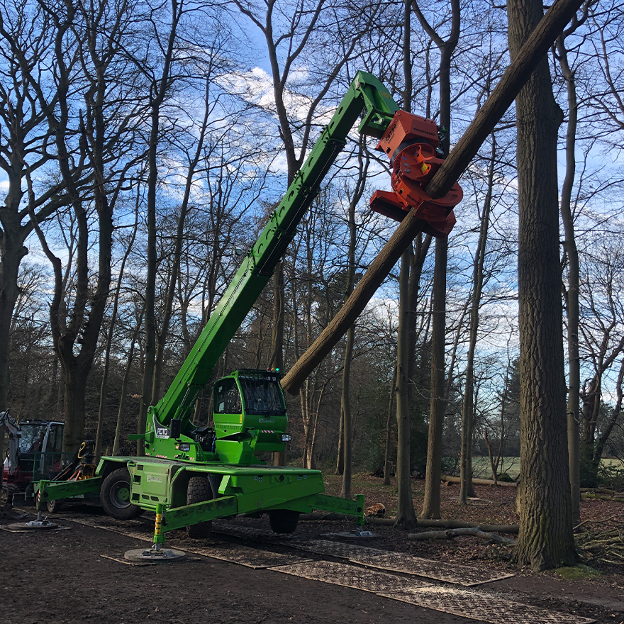 tree-felling-4