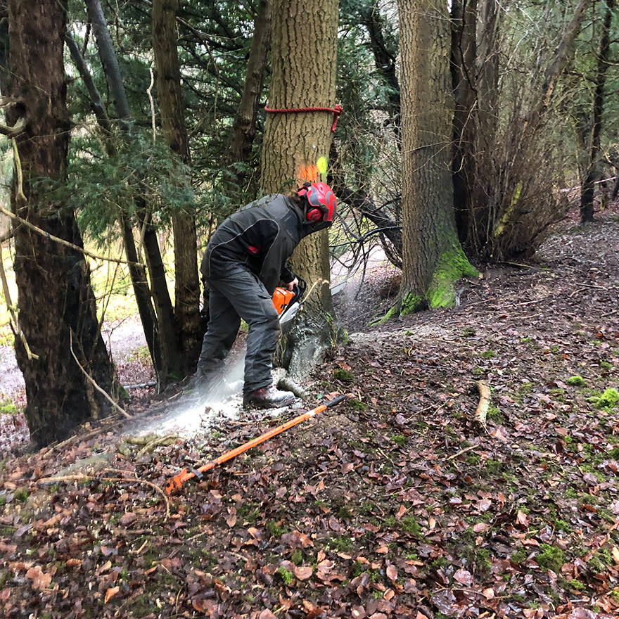 tree-felling-5