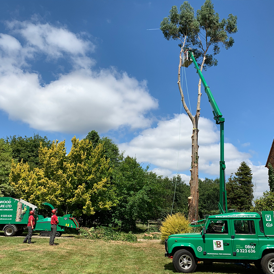 tree-felling-6