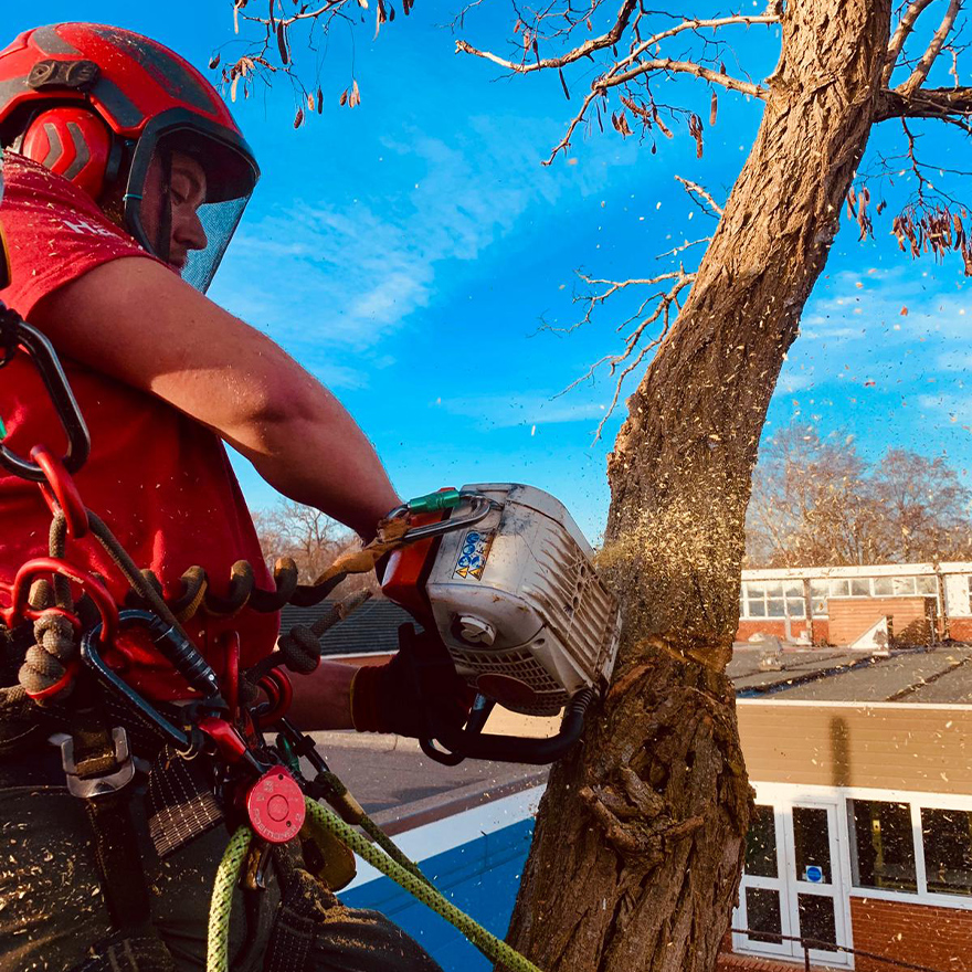 tree-felling-7