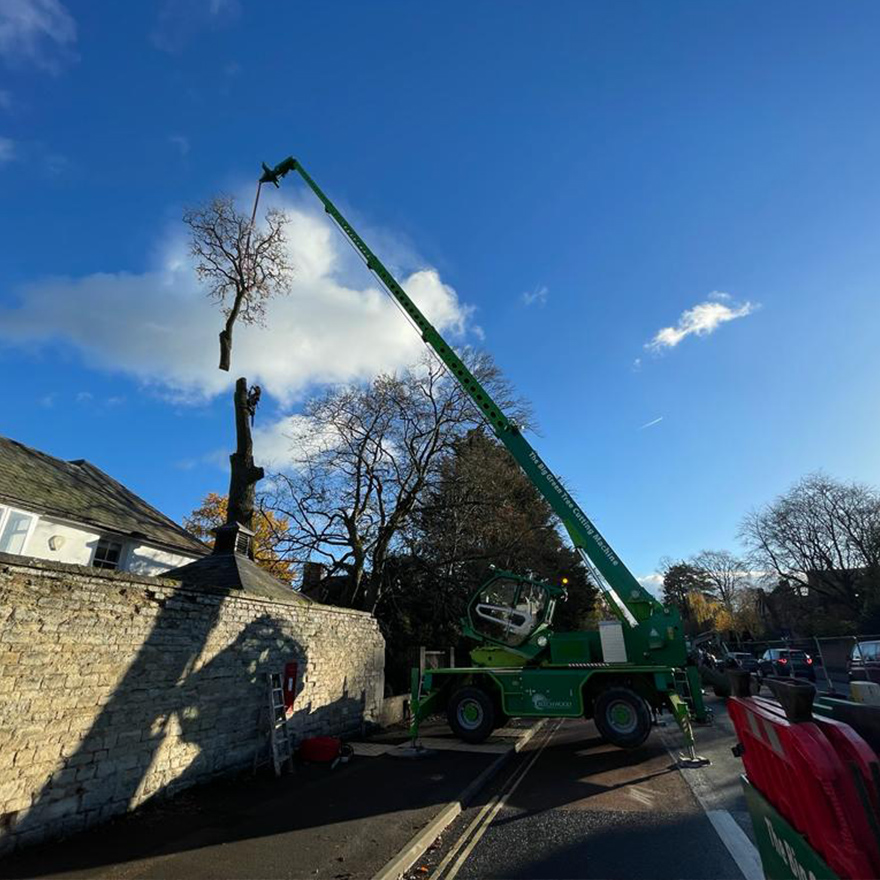 tree-felling-9