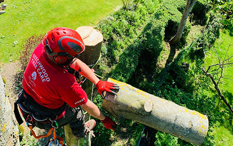 tree removal