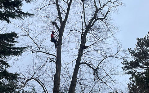 tree surgery