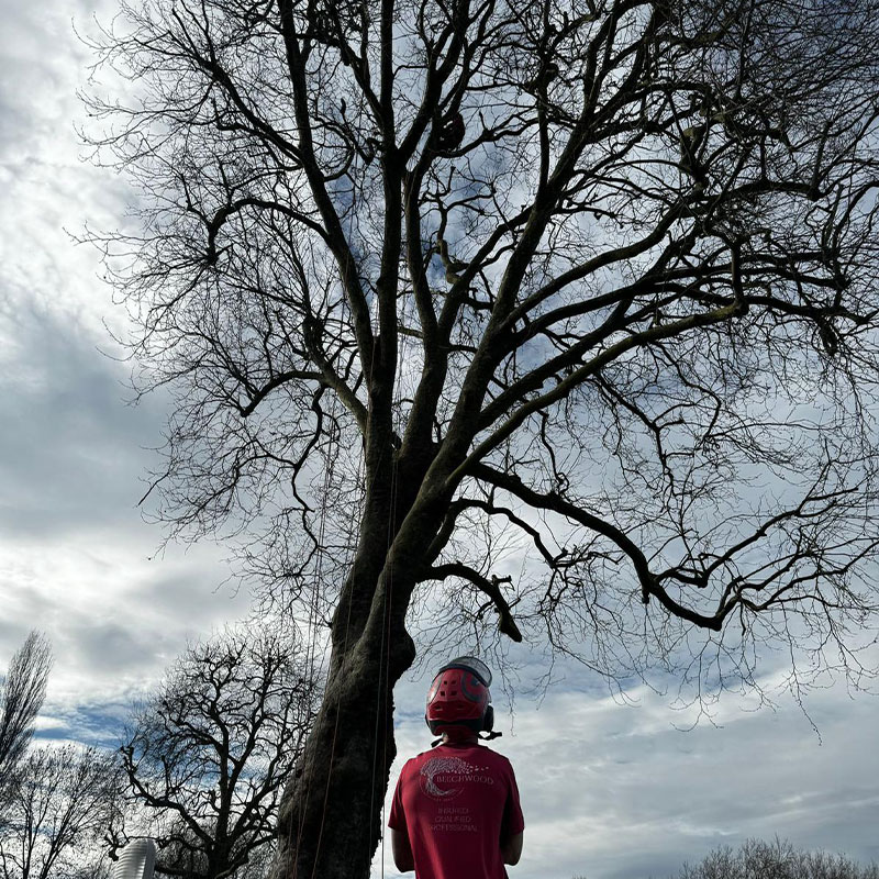 tree-surgery