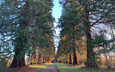 tree surveys