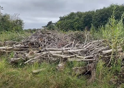 willow tree coppicing